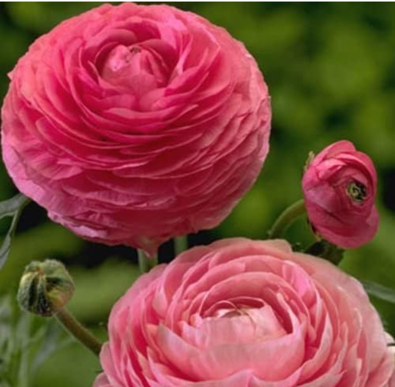Ranunculus Stem