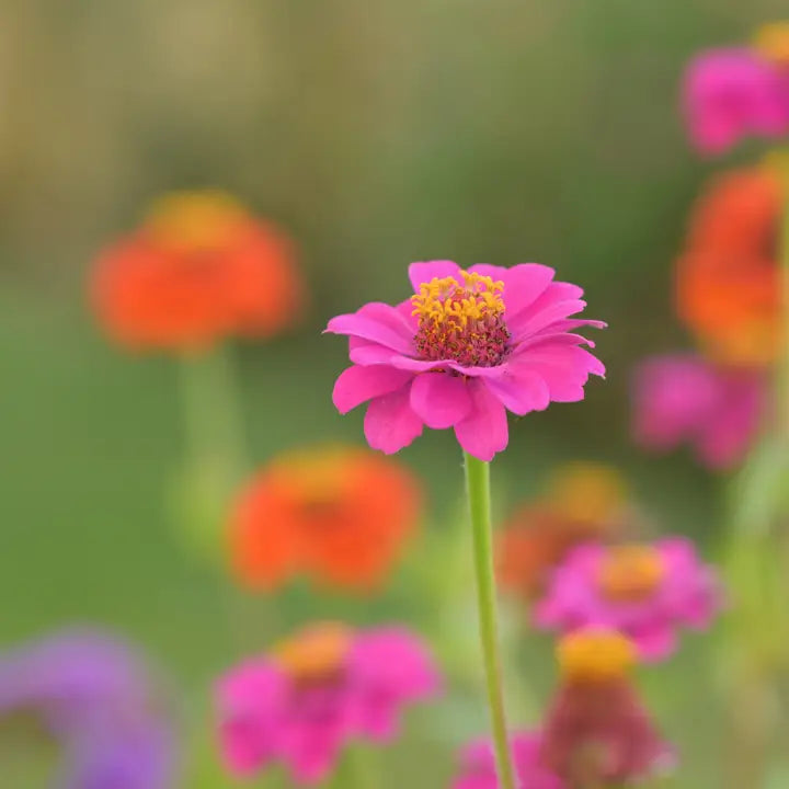 Flower Garden